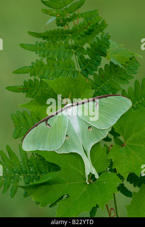 Luna Moth ( Actias luna ) E STATI UNITI D'AMERICA Foto Stock