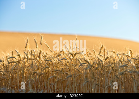 La stagionatura gli steli di grano. Foto Stock