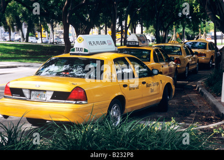 Una linea di American yellow cabs in attesa per le tariffe all'ombra di alberi in Miami Florida USA Foto Stock