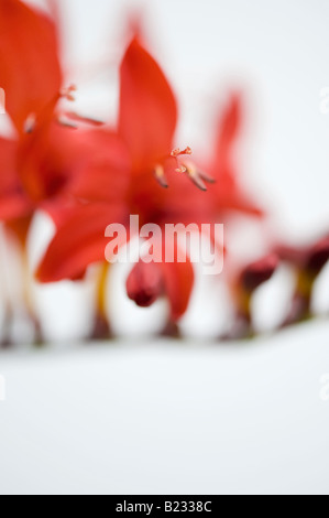 Crocosmia lucifer fiore con shallow DOF su sfondo bianco Foto Stock