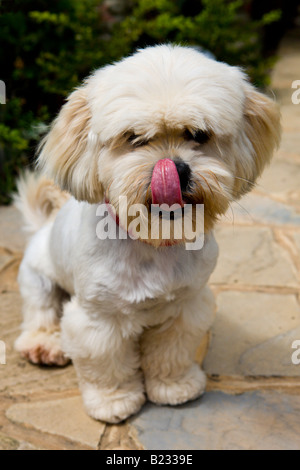 Lhasa Apso cucciolo di leccare il suo naso Foto Stock