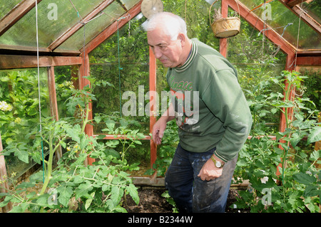 Una vecchiaia pensionato ispeziona il suo piante di pomodoro nella sua serra Foto Stock