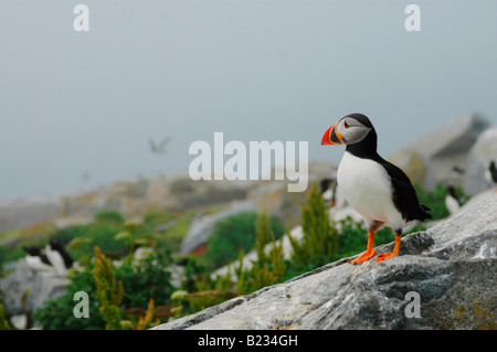 Atlantic i puffini sulla guarnizione Machias Isola Foto Stock