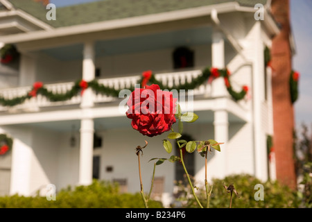 Una vecchia casa coloniale decorato per il Natale con rose in primo piano Foto Stock