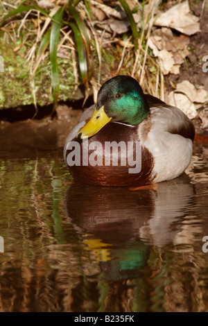 Drake il germano reale (Anas platyrhynchos) visualizzazione del piumaggio Foto Stock