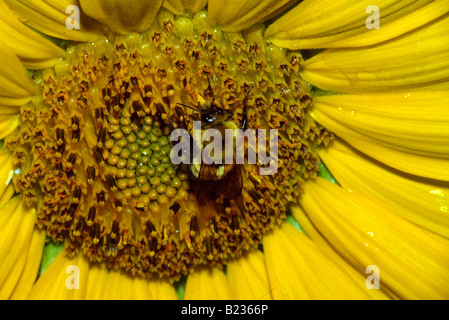 Bumble Bee si nutre di semi di girasole Foto Stock