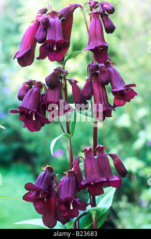 Penstemon 'Pensham prugna Jerkum' rosso porpora fiore pianta di giardino penstemons Foto Stock