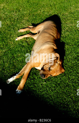 Giappone sumo cane Tosa inu Foto Stock