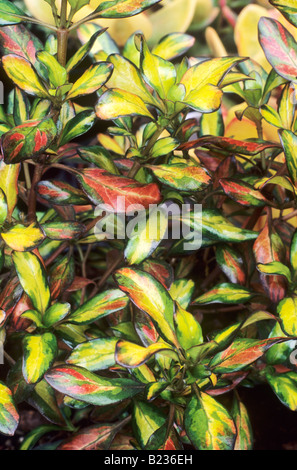 Coprosma "bagliore di sera' variegata di piante giallo verde foglia rossa pianta di giardino Foto Stock