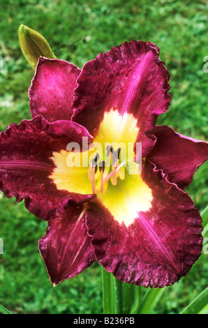 Hemerocallis 'silenzio Sentry' buio profondo rosso marrone giallo fiore giardino centro impianto giglio di giorno Foto Stock
