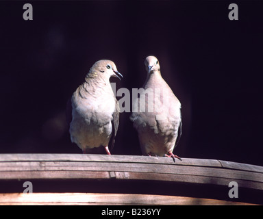 Coppia di lutto colombe Zenaida macroura Foto Stock