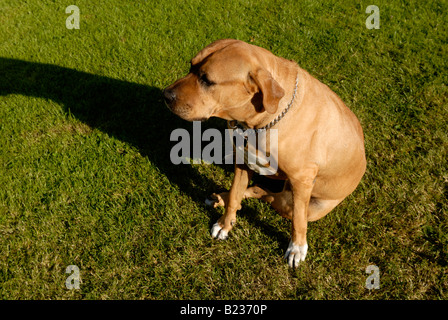 Giappone sumo cane Tosa inu Foto Stock