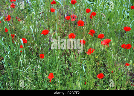 Papaveri rossi nella Somme Foto Stock