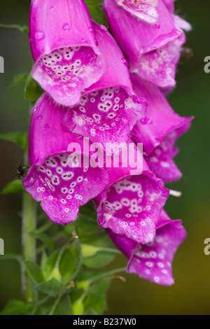 Close-up di foxglove (Digitalis purpurea) Fiori Foto Stock