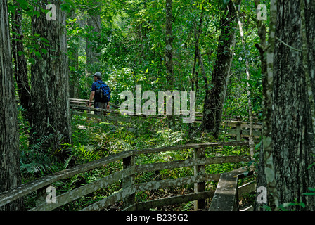 Uomo che cammina su una passerella sentiero natura attraverso una foresta di vecchia crescita cipresso calvo cavatappi palude Audubon Santuario Foto Stock