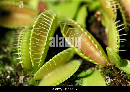 Acchiappamosche al Dionaea muscipula mostrando i denti marginali Foto Stock