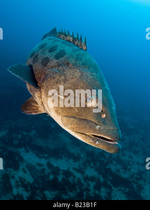 Potato cod cernia Epinephelus tukula Aliwal Shoal Kwazulu Natal Sud Africa Oceano Indiano Foto Stock