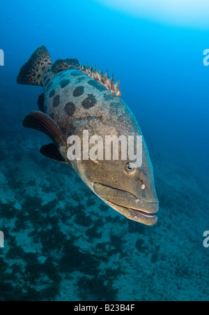 Potato cod cernia Epinephelus tukula Aliwal Shoal Kwazulu Natal Sud Africa Oceano Indiano Foto Stock