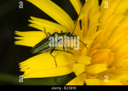 Spessore femmina zampe coleottero di fiori (Oedemera nobilis) Foto Stock