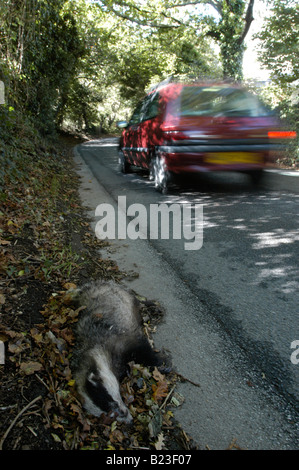 Un morto badger si trova dal lato di una strada della Cornovaglia Foto Stock