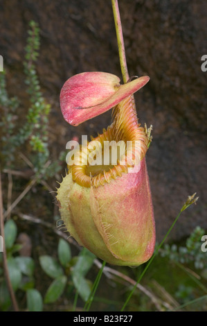 Una pianta brocca Nepenthes kinabaluensis crescente accanto al vertice trail Mt Kinabalu Parco Nazionale di Sabah Malesia Foto Stock