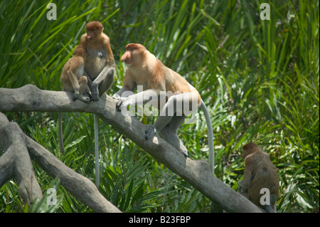 Un maschio di proboscide scimmia con una madre e il suo bambino a Labuk Bay proboscide riserva di scimmia nr Sandakan Sabah Malaysia Foto Stock