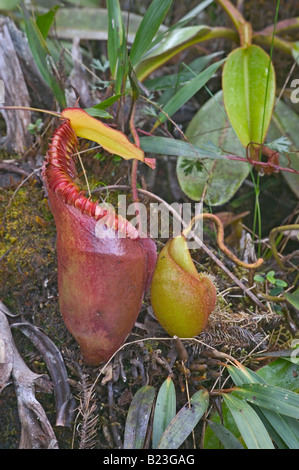 Una pianta brocca Nepenthes kinabaluensis crescente accanto al vertice trail Mt Kinabalu Parco Nazionale di Sabah Malesia Foto Stock