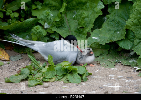 Arctic Tern (sterna paradisaea) e pulcino bagnato si siede sul terreno tra l'erba Foto Stock