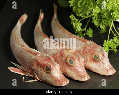 Tre fresche, materie, rosso gallinella Pesce sistemato accanto al prezzemolo nero a superficie riflettente Foto Stock