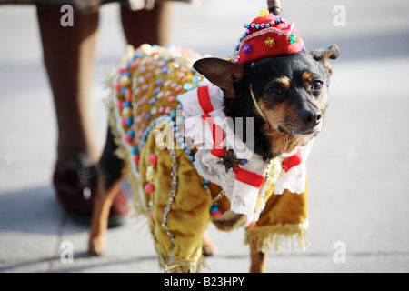 Un cane vestito in un clown vestito in Piazza San Marco a Venezia, Italia Foto Stock