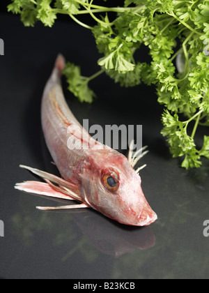 Un fresco, materie, rosso gallinella Pesce sistemato accanto al prezzemolo nero a superficie riflettente Foto Stock