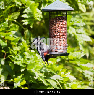 Un picchio mangiare noccioline da birdfeeder Foto Stock