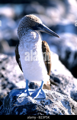 Un Blue footed booby Sula nebouxi si siede su una roccia Foto Stock
