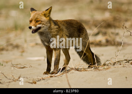 Vulpes vulpes, fox, Maremma National Park, Toscana, Italia Foto Stock