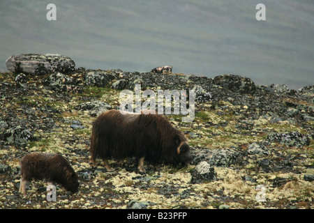 Per adulti e giovani muskox mangiare in Dovrefjell, Norvegia Foto Stock