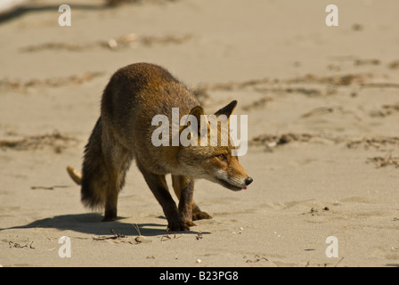 Vulpes vulpes, fox, Maremma National Park, Toscana, Italia Foto Stock