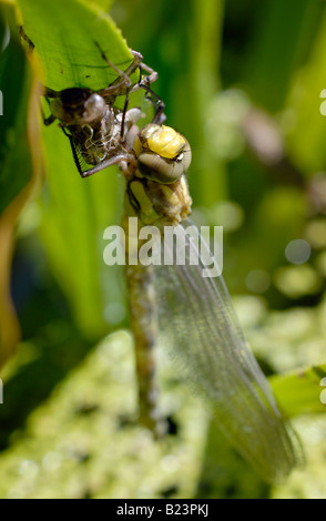 L'esuvia (vuoto caso larvale) e appena emerse meridionale adulto Hawker dragonfly (Aeshna cyanea) su una foglia di iris. Foto Stock