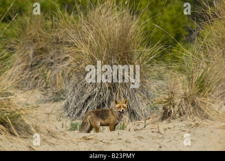 Vulpes vulpes, fox, Maremma National Park, Toscana, Italia Foto Stock