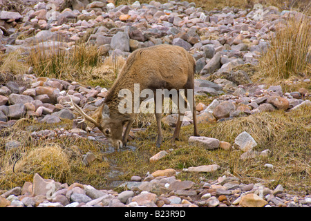 Cervi selvatici Glen Torridon vicino a Kinlochewe regione delle Highlands Scozzesi Aprile 2008 Foto Stock