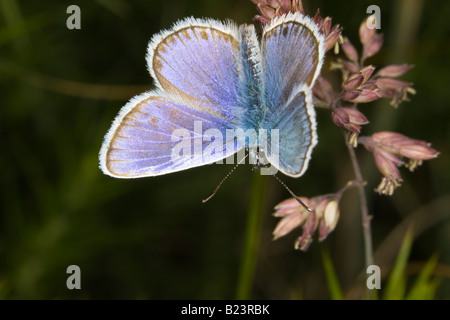 Comune maschio Blue Butterfly (Polyommatus icarus) prendere il sole sulle sementi da prato Foto Stock