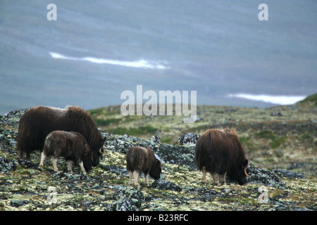 Gruppo Muskoxen mangiare in Dovrefjell, Norvegia Foto Stock