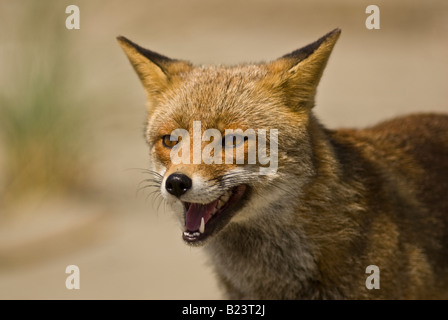 Vulpes vulpes, fox, Maremma National Park, Toscana, Italia Foto Stock