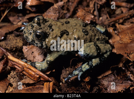 Bombina variegata, giovani ululone dal ventre giallo, Italia, Europa Foto Stock