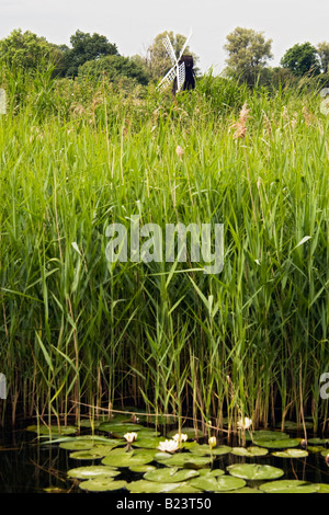 Ninfee fiori in zona umida a Wicken Fen in Cambridgeshire, Inghilterra Foto Stock