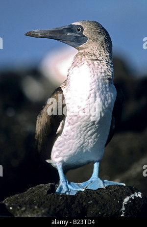 Un Blue footed booby Sula nebouxi Foto Stock
