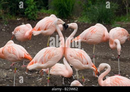 Due fenicotteri lotta per il predominio. Foto Stock