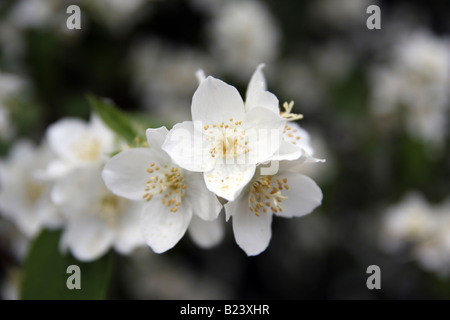 Fiori di gelsomino sulla boccola Foto Stock