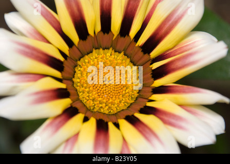 Gazania - Strisce di Tiger (Gazania rigens o tesoro fiore) Foto Stock