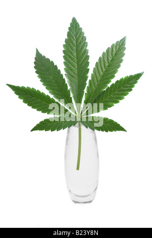 La Cannabis sativa foglie in un vaso isolato su sfondo bianco Foto Stock