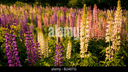 Canada New Brunswick paesaggio di multi colorati fiori di lupino Baia di Fundy regione Costa Fundy Foto Stock